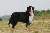 BOUVIER BERNOIS 022